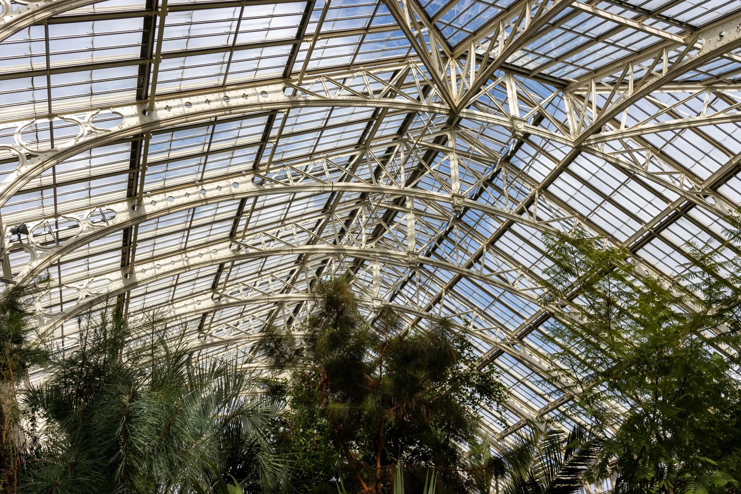 White iron roof trusses and glass above trees inside the Temperate House at Kew Gardens.